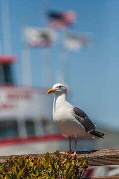 Vertical portrait of a western gull seagull on a pier with blurry American flags background