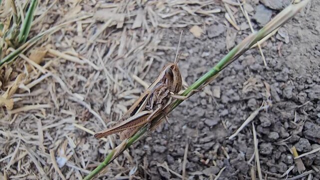 Green grasshoppers stand in the dry grass on a scorching day.
