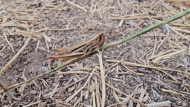 Green grasshoppers stand in the dry grass on a scorching day.
