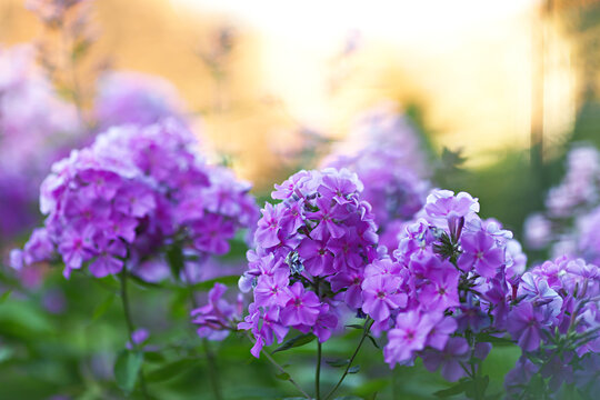 Vibrant pink-violet phlox blooms in the summer garden. Background with sunlight and bokeh effect