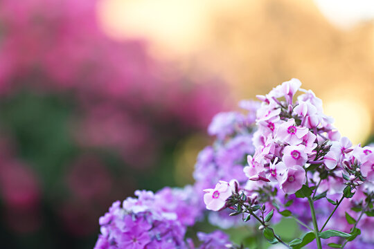 Vibrant pink-violet phlox blooms in the summer garden. Background with sunlight and bokeh effect