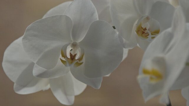 Close-up 4K still video of elegant white moth orchid (Phalaenopsis aphrodite) blossoms with velvety petals and yellow-pink floral center. Delicate flowers illuminated by warm natural light