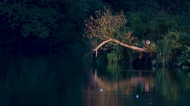 Fish jumping out of a river in Thayatal National Park along the border of Austria and the Czech Republic