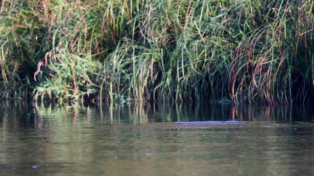 Eurasian Otter hunting for fish in a river in Thayatal National Park along the border of Austria and the Czech Republic