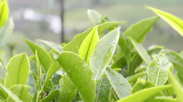 Close-up Full HD footage of fresh green tea leaves with water droplets in soft morning light, showing tender shoots, texture and plantation freshness for agriculture, beverage and nature background.