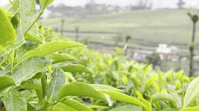Close-up Full HD footage of fresh green tea leaves with water droplets in soft morning light, showing tender shoots, texture and plantation freshness for agriculture, beverage and nature background.