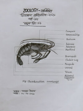Labeled Anatomical Diagram of Prawn Macrobrachium rosenbergii
