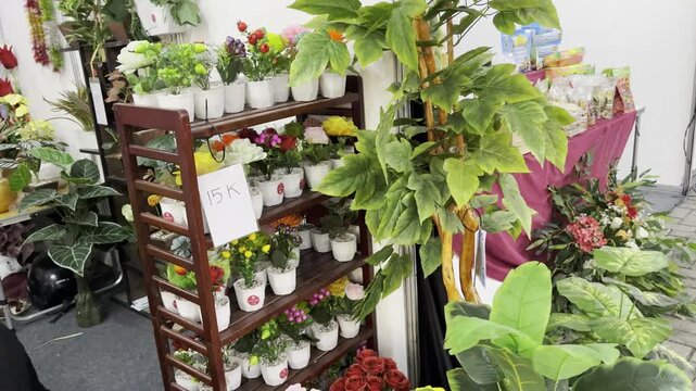 Assorted beautiful decorative house plants for sale on wooden rack