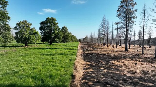 Rebirth of nature in a former wildfire area with new green growth