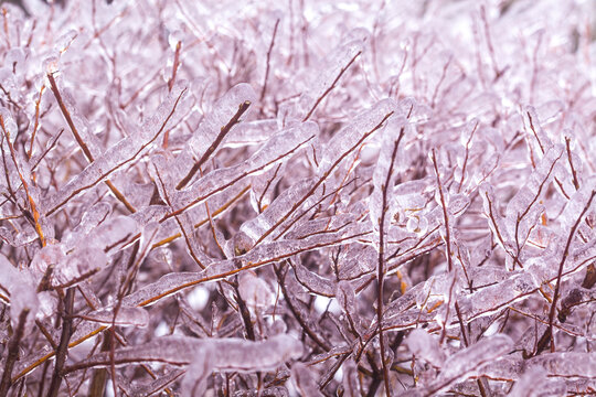 frozen bush covered with ice. macro