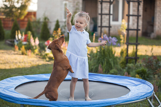 a three year old smiling girl playing with dachshund dog on trampoline in green sunny summer park