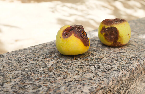 Two apples with severe fungal rot and visible decay placed on a stone surface outdoors. Natural image illustrating fruit disease, food spoilage, crop damage, food waste, agriculture, plant pathology