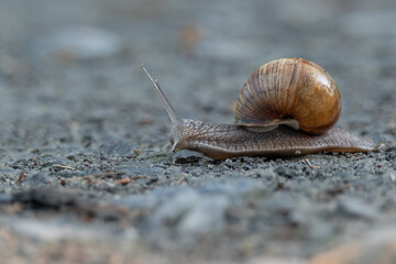 Snail with a brown shell crawling on a pebbly path. © lapis2380