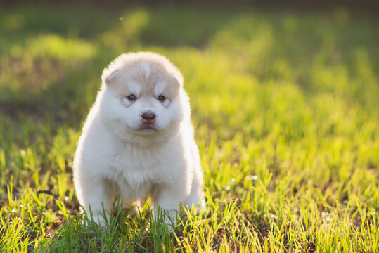 Adorable copper white Husky puppy standing attentively outdoors in warm golden hour sunlight.