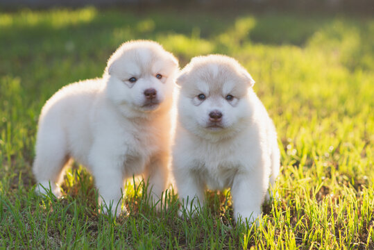 Close up portrait of two fluffy Siberian Husky puppies looking at camera outdoors at sunset.
