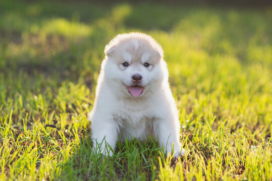 Cute fluffy Siberian Husky puppy sitting on green grass field during golden hour sunlight.