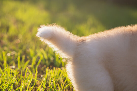 Extreme close up of fluffy puppy tail with warm golden hour backlighting on green grass.