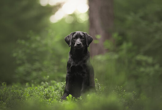 black labrador retriever