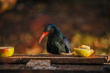 Green Wood-hoopoe Phoeniculus purpureus 10960 © Kobus