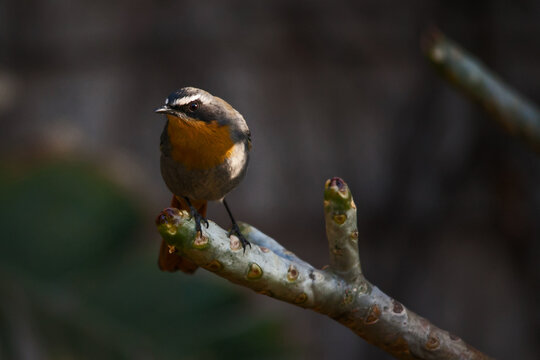 Cape Robin-Chat Cossypha caffra 10963