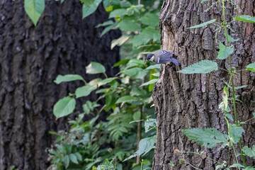 Great tit bird observing the surroundings, sitting on a side tree trunk. © lapis2380