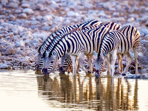 A small herd of plains zebras (Equus quagga) at a waterhole in the evening light. Taken in Etosha National Park.