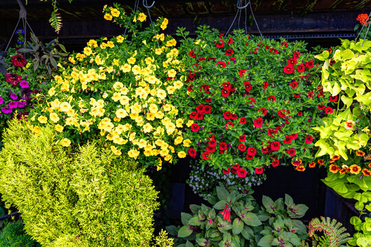 West Seattle Flower House Close-up