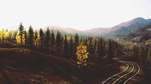 Quiet fall scene with bright foliage and dark asphalt. Serene autumn image featuring solitary yellow tree beside winding highway in contrast with pavement