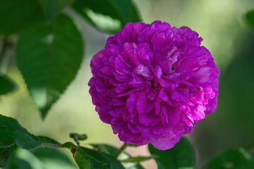 Obraz premium Beautiful light purple damask rose flowers.