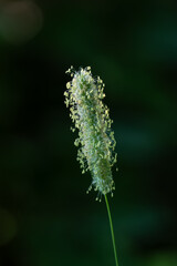 Fototapeta premium Detail of the pollen-bearing parts of a Timothy-grass plant.