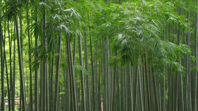 Lush green bamboo forest with tall stalks and leaves gently swaying in the wind, showcasing a serene and tranquil natural landscape with vibrant foliage and sunlight