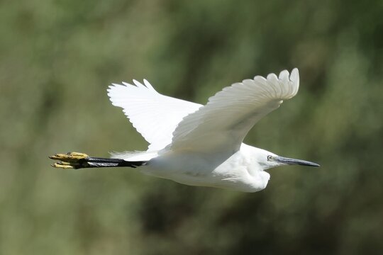 aigrette en vol