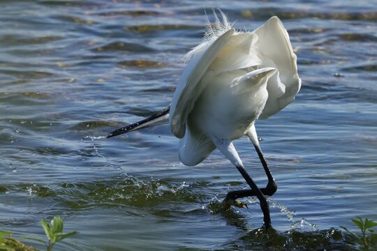 aigrette garzette a la peche