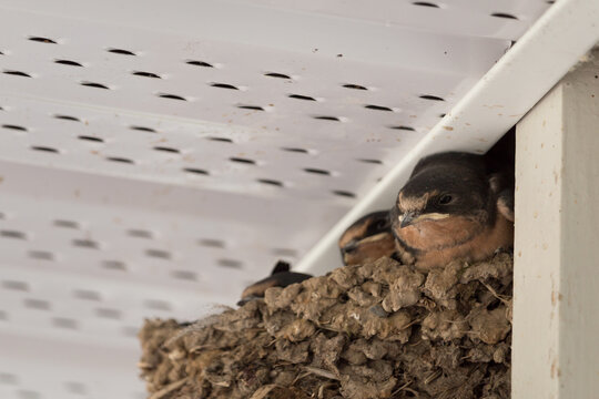 Barn Swallow (Hirundo rustica) young birds in nest
