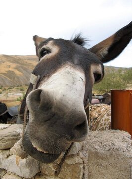 Real photo of curious donkey looking into camera, close-up portrait, authentic farm animal concept, funny expression and rural life, natural daylight, shallow depth of field, countryside background