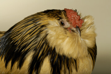 A Belgian Barbu Danver Quail Male Chicken © Andrew Perris