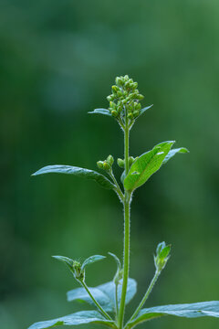 Yellowish buds of hemp-agrimony (Eupatorium cannabinum) in nature with a green background.
