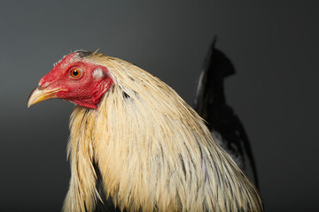 Oxford Old English Gane Duckwing Male Chicken Close Up © Andrew Perris