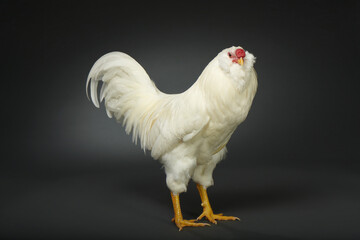 White Male Russian Orloff Bantam © Andrew Perris