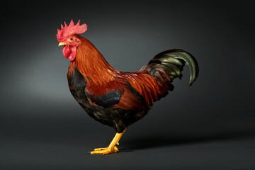 Welsummer Bantam Male Chicken Portrait © Andrew Perris