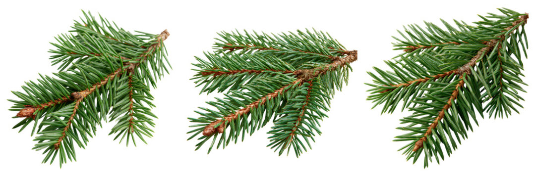 Set of Evergreen spruce branch extending naturally with fresh green needles on transparent png background. Ai generated