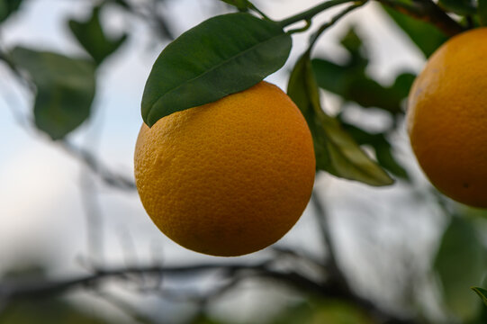 Ripening oranges dangle from lush green branches under a bright sky in a fruitful orchard