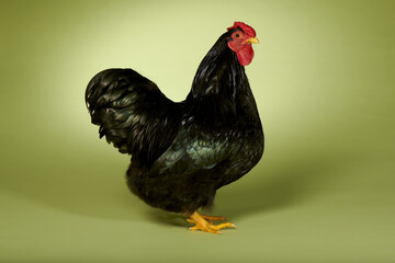 A Wyandotte Black Male Chicken © Andrew Perris