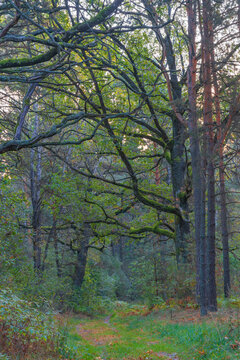 Beautiful mixed forest scenery with old oak and pine trees with copy space
