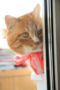An adorable ginger cat wearing a red ribbon bow