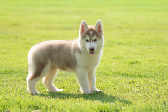 Full body portrait of a cute fluffy Husky puppy standing on green lawn with copy space.