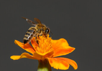 Buzzing around a vibrant marigold flower, a honeybee collects nectar under the warm sunlight © Михаил Шорохов