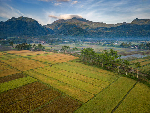 Aerial view of lush rice paddies and agricultural fields near Jalan Kaliparat with mountains in the background under a blue sky in Banyubiru, Central Java, Indonesia.