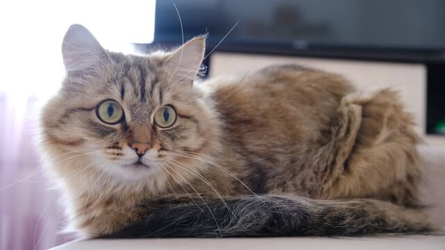Cashmere Bengal cat lounging comfortably at the window on a sunny day. Semi-long-haired cat.  Enjoying 
calmness