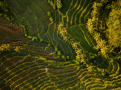 Aerial view of Kayuwangi rice terraces with lush green paddies, intricate irrigation patterns, and scattered palm trees in Banyubiru, Central Java, Indonesia.
